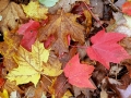 Fall Color on the Forest Floor - Alger County, Michigan