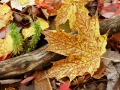 Fall Color on the Forest Floor - Alger County, Michigan