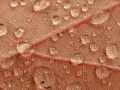 Autumn Leaf with Raindrops