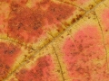 Autumn Leaf Macro