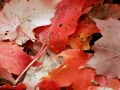 Fall Color on the Forest Floor - Alger County, Michigan