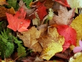 Fall Color on the Forest Floor - Alger County, Michigan