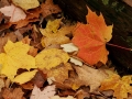 autumn; fall; upper; peninsula; michigan; leaf; leaves; maple; foliage; color; nature; alger; county