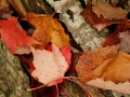 autumn; fall; upper; peninsula; michigan; leaf; leaves; maple; foliage; color; nature; alger; county