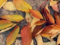 Beech Leaves - Riveredge Nature Center, Newburg, Wisconsin