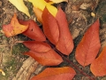 Beech Leaves - Riveredge Nature Center, Newburg, Wisconsin
