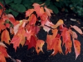 Maples After the Rain - Keweenaw County, Michigan