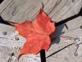 Maple Leaf - Riveredge Nature Center, Newburg, Wisconsin