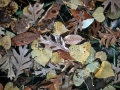 Mixed Autumn Leaves Floating on Pond