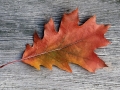 Oak Leaf - Riveredge Nature Center, Newburg, Wisconsin