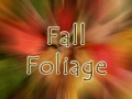 Fall Foliage Color Burst