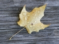 Maple Leaf on Picnic Table After the Rain