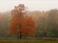 Foggy October Morning - Alger County, Michigan