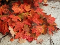 Maple Leaves on sand at Miner's Beach, Pictured Rocks National Lakeshore, Michigan