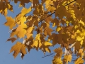 Yellow leaves backlit by the sun