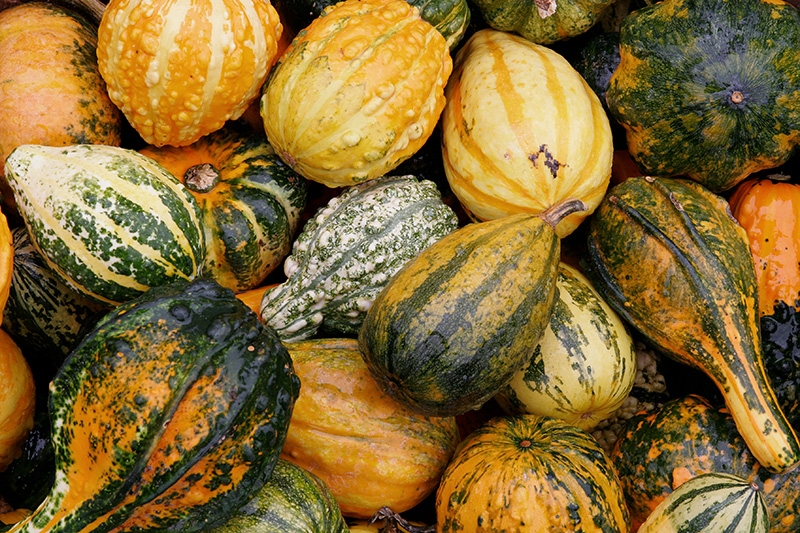 Assorted Gourds