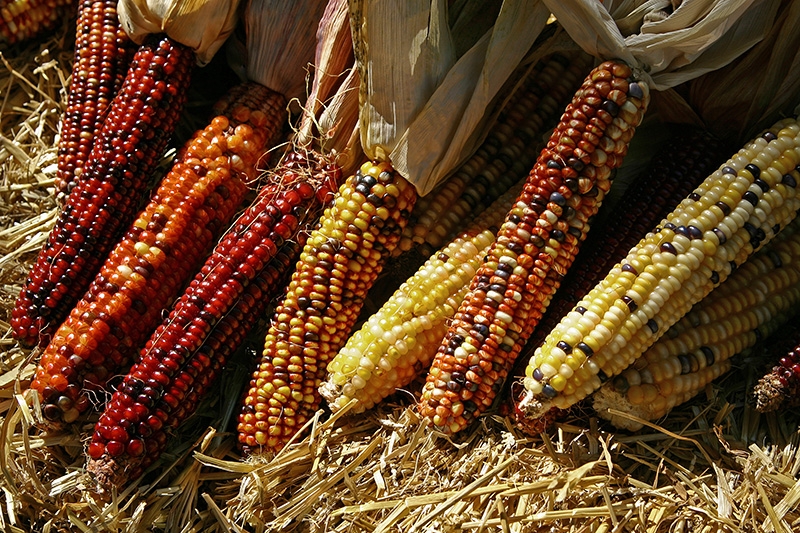 Indian Corn on straw