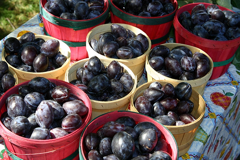 Purple plums