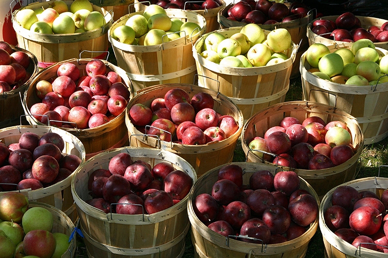 Fresh apples by the bushel