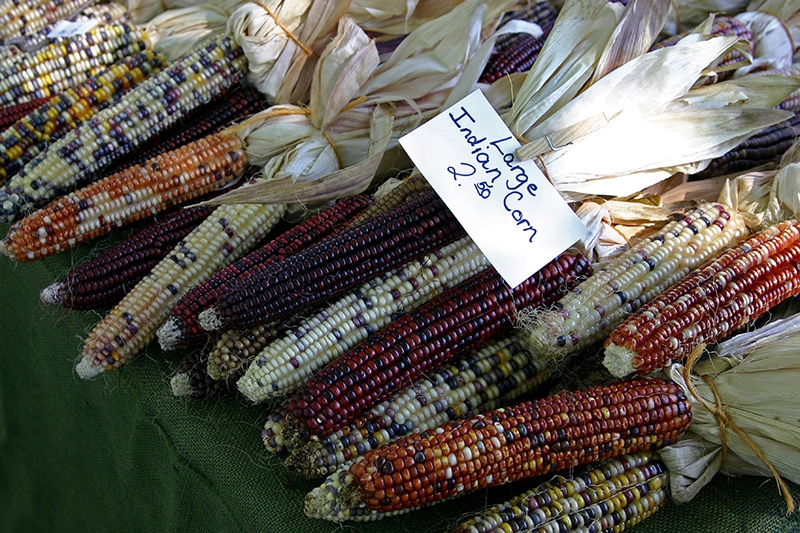 Large Indian corn