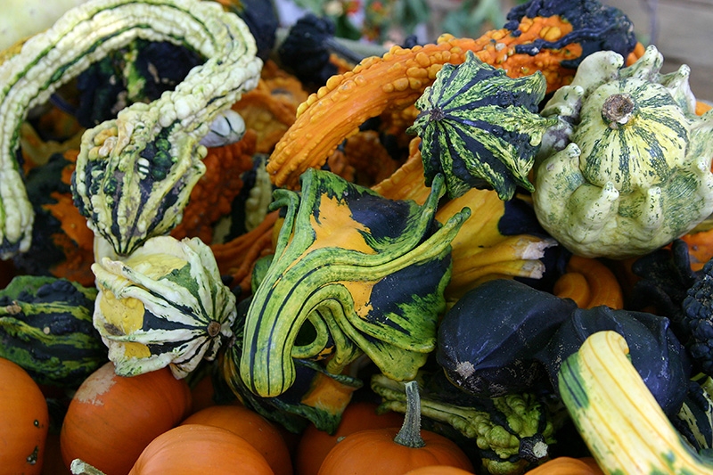 Gourds, squash, and pumpkins