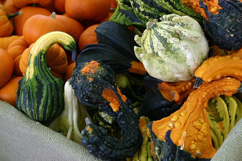Gourds, squash, and pumpkins
