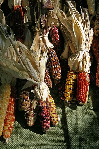 Indian Corn