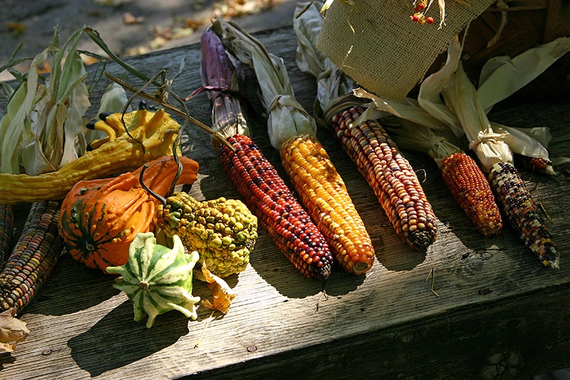 Indian corn and squash