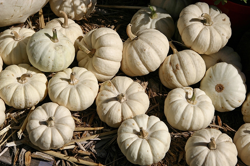 Pumpkemons (mini-pumpkins)