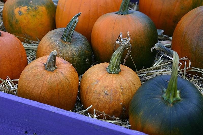 Pumpkins