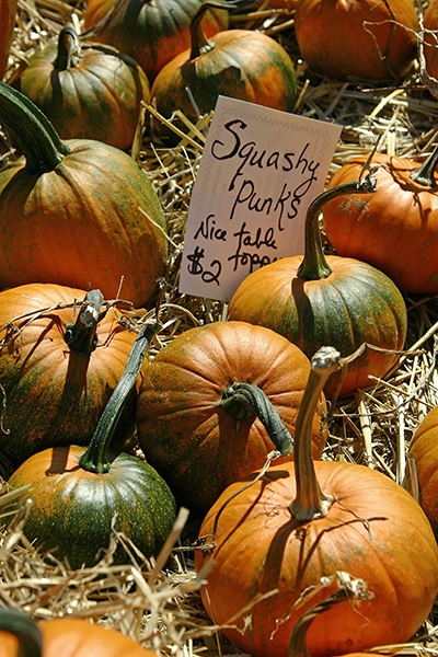 Squashy Punks