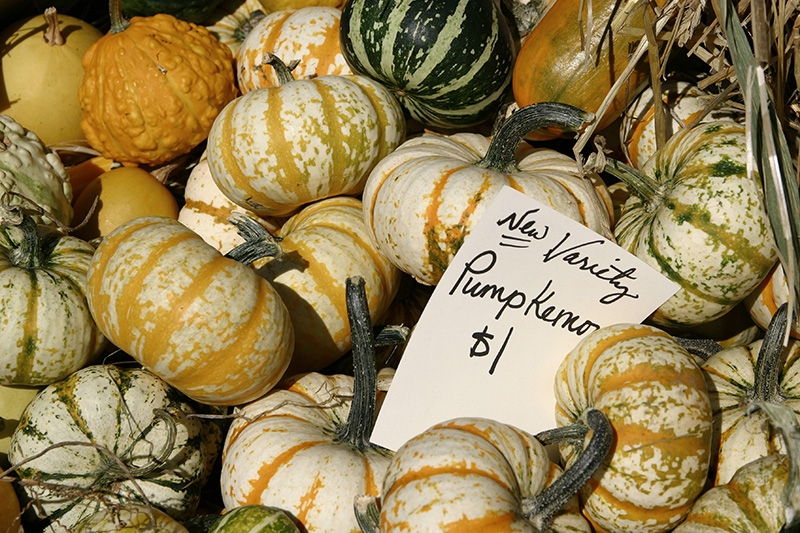 New Variety Pumpkemons