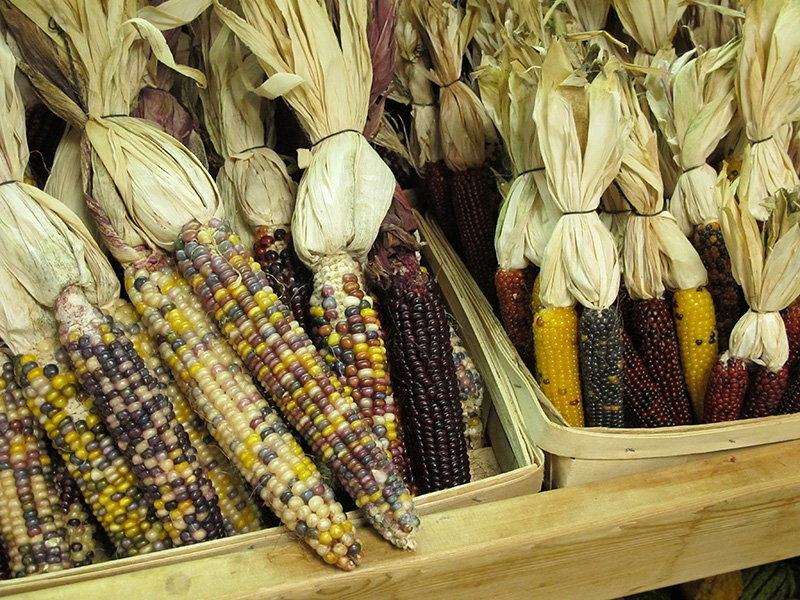 Indian Corn