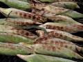Roasting Corn