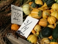 Broomcorn and gourds