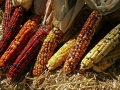 Indian Corn on straw