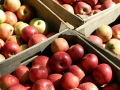 Fresh apples by the crate