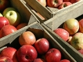 Fresh apples by the crate