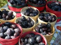 Purple plums