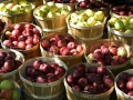 Fresh apples by the bushel