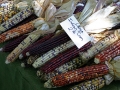 Large Indian corn