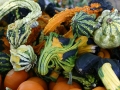 Gourds, squash, and pumpkins