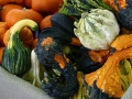 Gourds, squash, and pumpkins