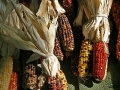 Indian Corn
