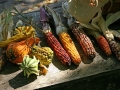 Indian corn and squash