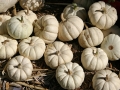 Pumpkemons (mini-pumpkins)