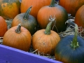 Pumpkins
