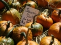 Squashy Punks