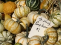 New Variety Pumpkemons
