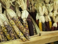 Indian Corn